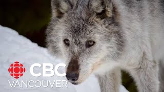 FOI documents reveal B.C. government spent $10M wolf cull