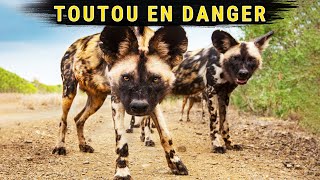 Le Lycaon : Le Chien Le Plus SAUVAGE d'Afrique