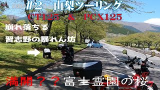 #pcx125 #ct125 山梨ツーリング　#2 絶景の山中湖と桜満開のはずの富士霊園がまさかの。。