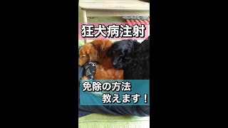 【狂犬病注射 老犬にはハイリスク？】狂犬病注射の免除の仕方、教えます。