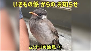 いきもの係~2023年 活動報告~椋鳥(ムクドリ)の幼鳥 ①。