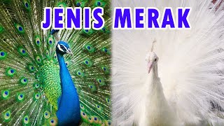 5 Jenis Burung Merak di Dunia yang Unik dan Cantik