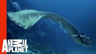 Mermaids Attacked By Giant Shark | Mermaids