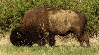 The Plan to Create a Giant, Privately Funded Nature Reserve by Selling Beef