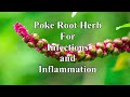 Poke Root Herb for Infections and Inflammation