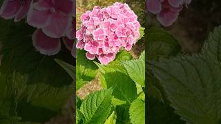 Pink 핑크색 수국꽃! Pink Hydrangea #수국 #Hydragea