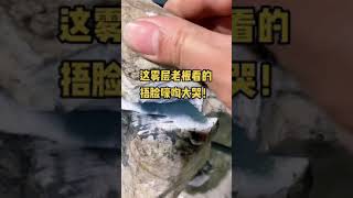 翡翠賭石實戰:切开后这白雾表现绝了👍好多不敢玩这石头的老板都后知后觉的后悔死了！微信WeChat：MDFCJDS02  LINE:MDFCZDS #shorts#翡翠#賭石#玉石#翡翠原石#翡翠賭石