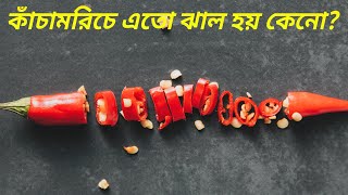 কাঁচামরিচে এতো ঝাল হয় কেনো? | Why Are Peppers Spicy?