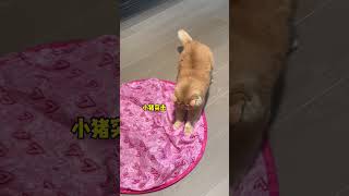 家里有精力旺盛调皮捣蛋的猫都给他们玩这个！！！#猫咪 #记录猫咪日常 #萌宠出道 #喵喵教 #小猫咪能有什么坏心眼