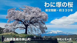 わに塚の桜🌸推定樹齢約３３０年、山梨県韮崎市神山町、令和４年４月🌸