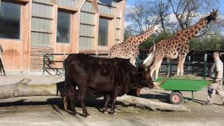 ロスチャイルドキリン、アンコールウウシ、グラントシマウマ Rothschild's giraffe,Ankole Longhorn,Grant's zebra 2017 0310