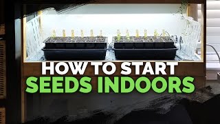 Seed Starting Indoors Under Grow Lights 101