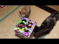 猫ちゃんテンション爆上げbox