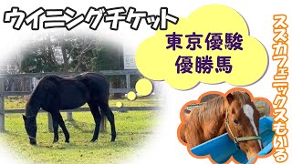 【うらかわ優駿ビレッジアエル】くいしんぼうな馬とゆかいな仲間たち【引退名馬】