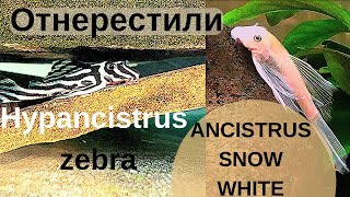 Нерест Hypancistrus zebra l046 и Ancistrus Snow White