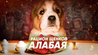 Питание щенков алабая |  Рассказываем о питании щенков