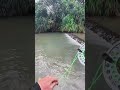 mancing ikan regis pakai umpan puasiraru 🦈 #shorts #macingamatir #macingikan #fishing #mancing #fish