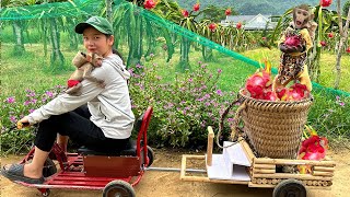 Little Monkey Bim Bim helps his mother harvest lots of dragon fruit