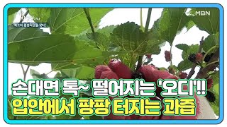 손대면 톡~하고 떨어지는 '오디'!! 입안에서 팡팡 터지는 과즙이 일품!! MBN 210707 방송