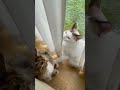 クラッキングがヘムヘムすぎて猫に怒られる猫可愛いすぎｗｗｗ