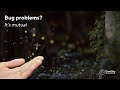 The Impact of Artificial Lights on Insects | International Dark Sky Week with Dr Avalon Owens