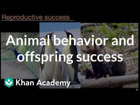 Animal Behavior and Offspring Success Middle School Biology Khan Academy