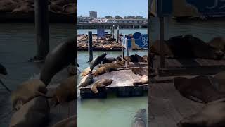 舊金山漁人碼頭：在39號碼頭觀賞海獅和海鷗San Francisco’s Fisherman’s Wharf: Watching Sea Lions and Seagulls at Pier 39