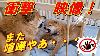 柴犬子犬と先住犬が５日目の最終日に大喧嘩！＃衝撃映像