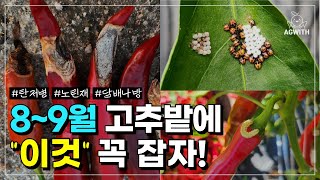 8~9월 고추밭에 '이것'을 조심하세요 / 고추에  구멍이 뿅뿅! 고추잎에 붙은 정체 불명의 알? / 까맣게 타버린 고추?! / 고추병해충 알아보기