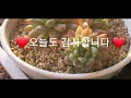 환희사랑vlog 베란다 창가에서 예쁘게 물들어가며 적응잘하며 조금씩 크고있네요 울집 귀염이들이예요 주부tv 베란다정원