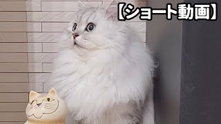 置物のマネをしていたけど、途中で飽きた猫 【サイベリアン】 #Shorts