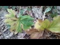 mayapples