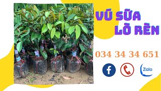 Giới thiệu lô cây vú sữa lò rèn mới về | Tiên Garden | 0343434651