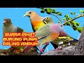 suara pikat burung punai paling ampuh || di jamin langsung datang