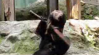 安佐動物公園 ツキノワグマ 　クラウド君　Kung Fu Bear