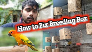 How to Fix Conure Breeding Box ll ଆଉ 2 pair Conure କୁ Breeding Box ଲାଗିଲା ll #susantpetsplanet