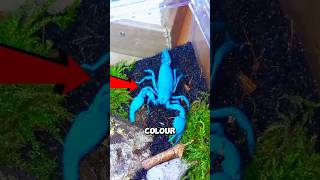 Don,t touch it color changing scorpion 😳