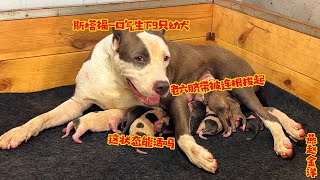 斯塔福一口气生9只幼犬，老六脐带被连根拔起，这状态能活吗