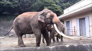 【飼育員による話あり】インドゾウ（ボンとヨーコ）@金沢動物園20200716