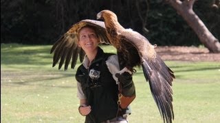 Wedge-tail Eagle Starts to Soar at Taronga Zoo