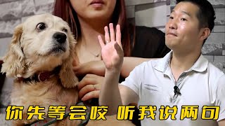 可卡犬差點咬掉主人耳朵，訓犬師卻說不是狗的問題，原因讓人意外