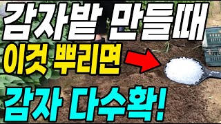 감자밭 만들때 이것 뿌리고 심으면 대박! 감자농사 끝!