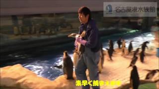 【名古屋港水族館】ペンギン捕獲！～飼育員はこうしてペンギンを捕まえる