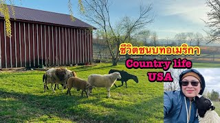 ชีวิตในอเมริกาทำงานตอนเย็น Rural America มาดามเมียฝรั่งบ้านนอกทำฟาร์มม้าต่างประเทศในชนบท นิวยอร์ค