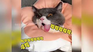 当猫咪发现被绝育后，猫:完了，我的快乐没有了！#猫咪绝育 #猫咪绝育后的心情