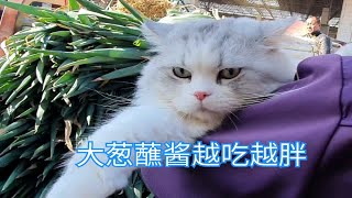 小萌猫带你看北方人买大葱，小八无口吐芬芳——吃葱嘴臭啦。