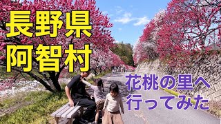 長野県阿智村、花桃の里に行ってみた。さりまり　長野旅