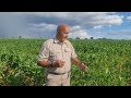 maize production and management