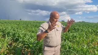 maize production and management