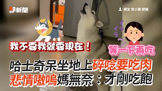 哈士奇碎唸要吃肉！悲情跟媽「你一來我一句😂」｜寵物動物｜狗狗｜剛吃飽